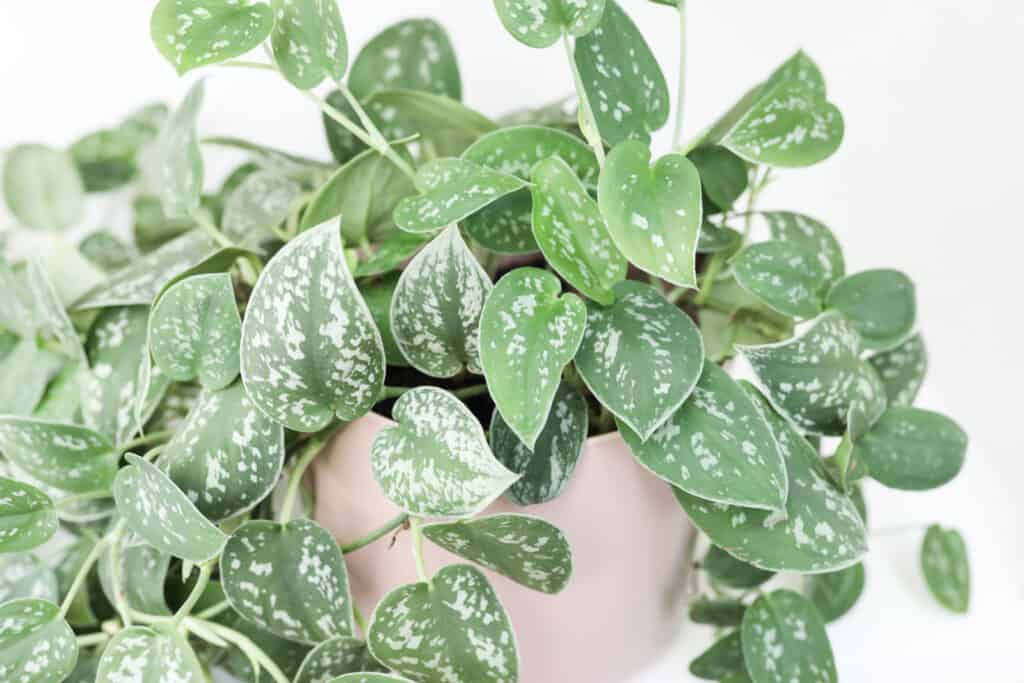 satin pothos