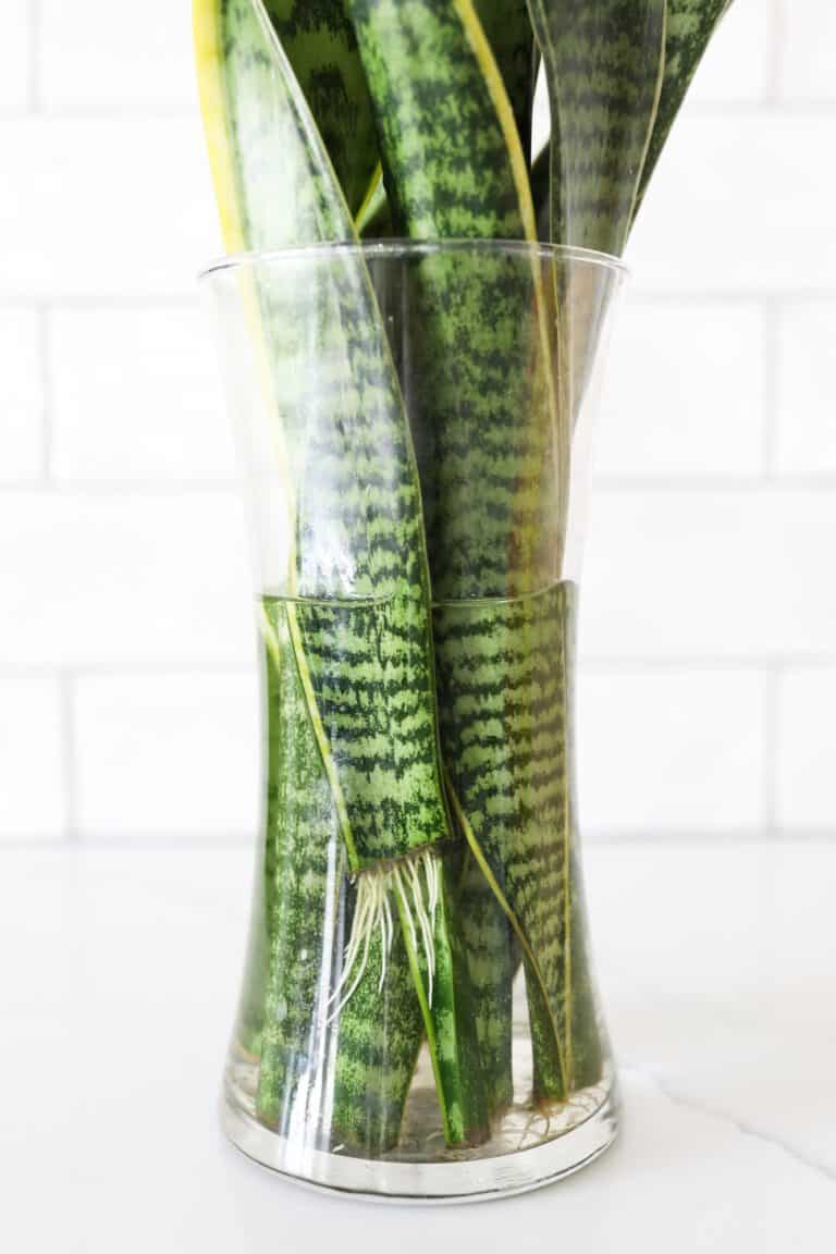 How To Propagate a Snake Plant: 3 Foolproof Ways - Paisley Plants