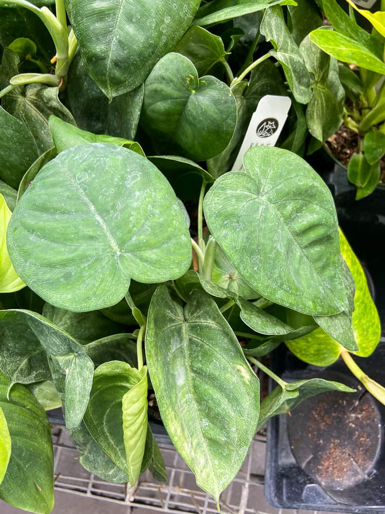 Syngonium Macrophyllum Ice Frost Plant