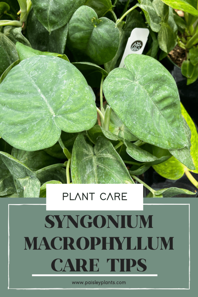 Syngonium Macrophyllum Ice Frost Plant Care