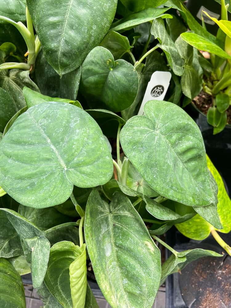 Syngonium Macrophyllum Ice Frost Plant