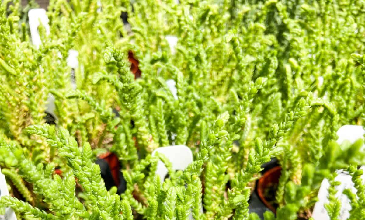 Crassula Muscosa Watch Chain Plant