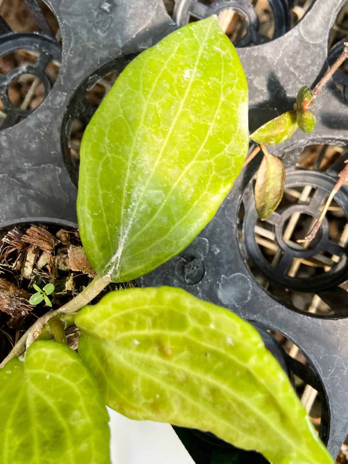 hoya quinquenervia