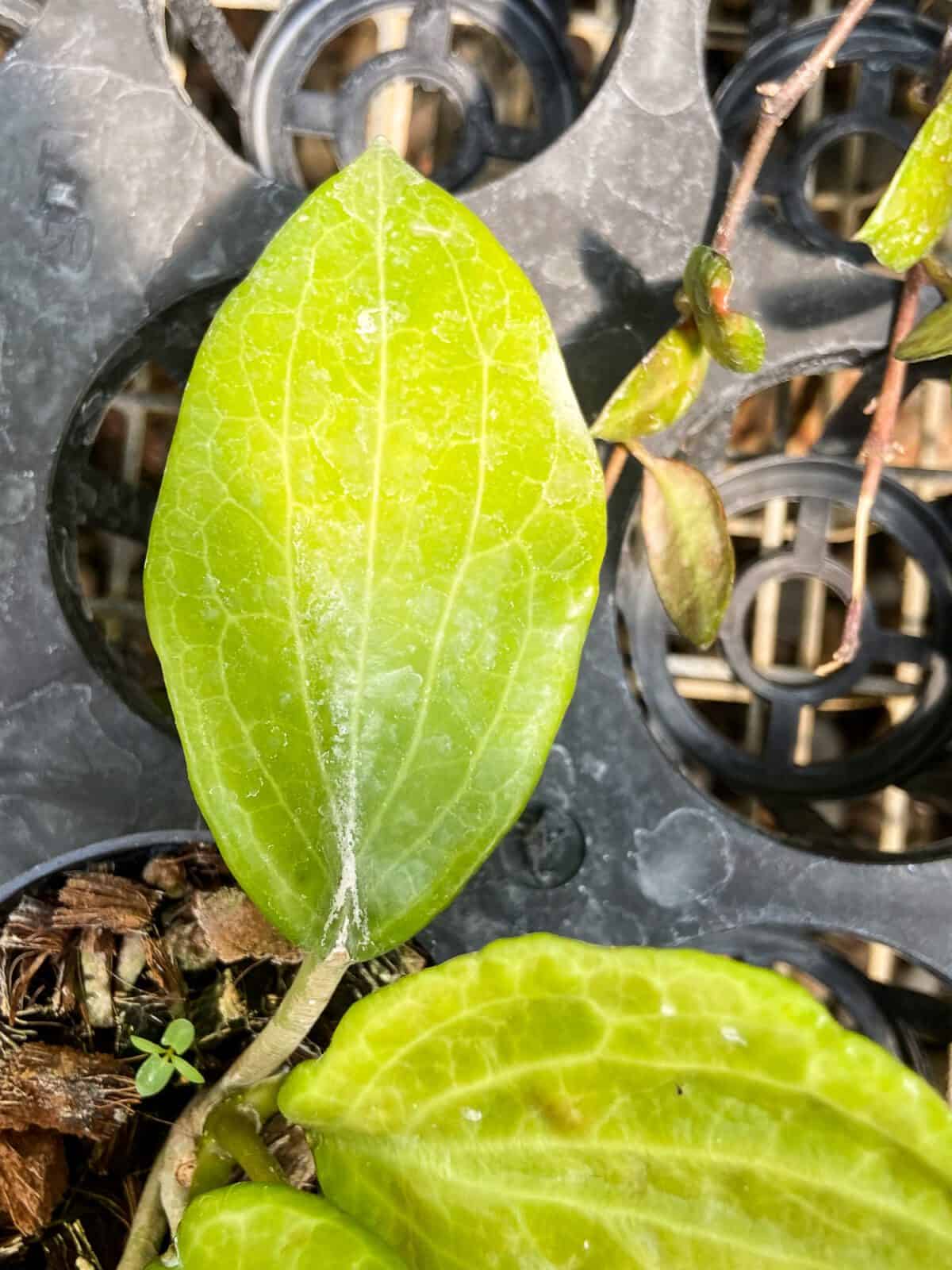 hoya quinquenervia