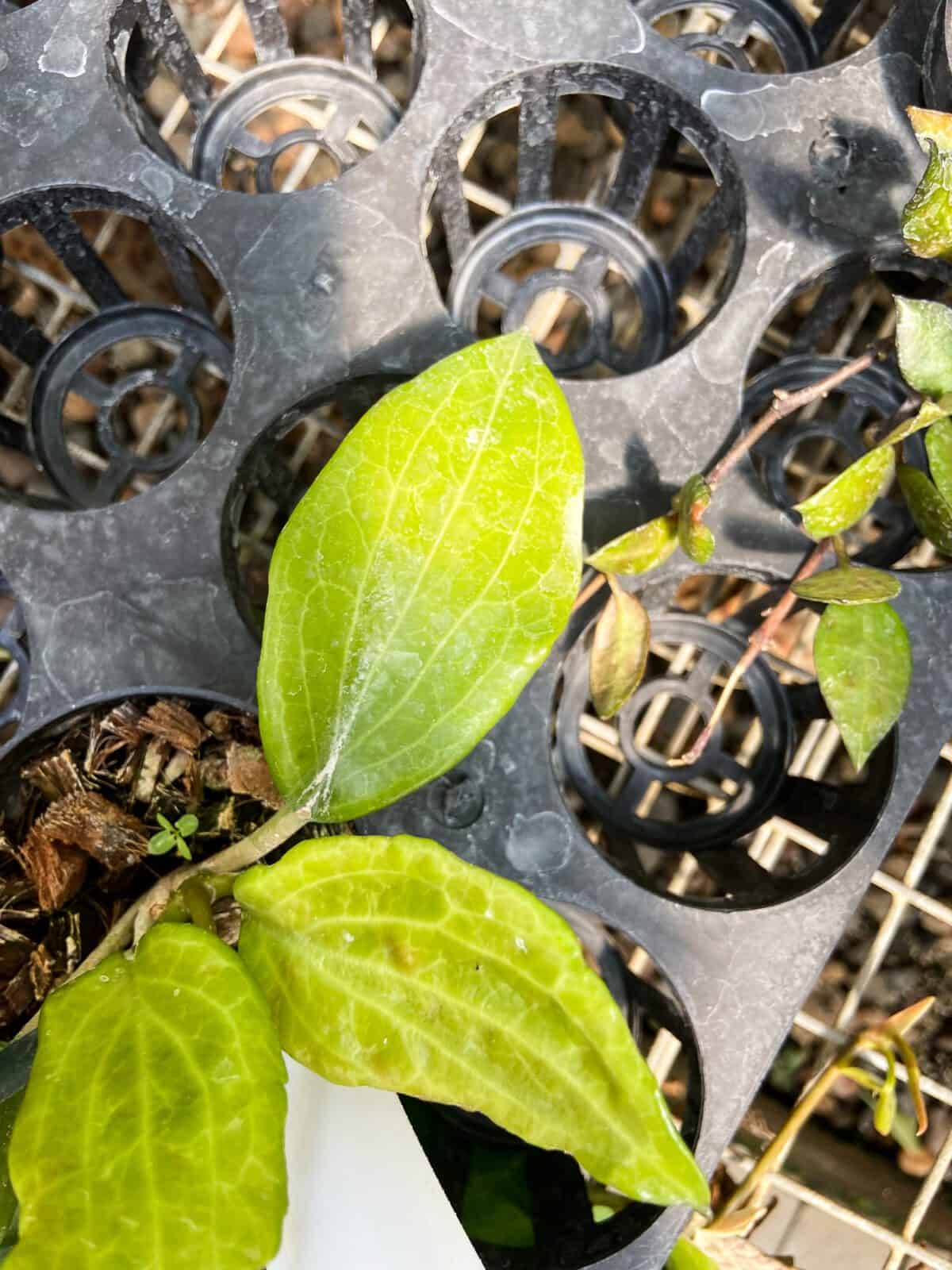 hoya quinquenervia