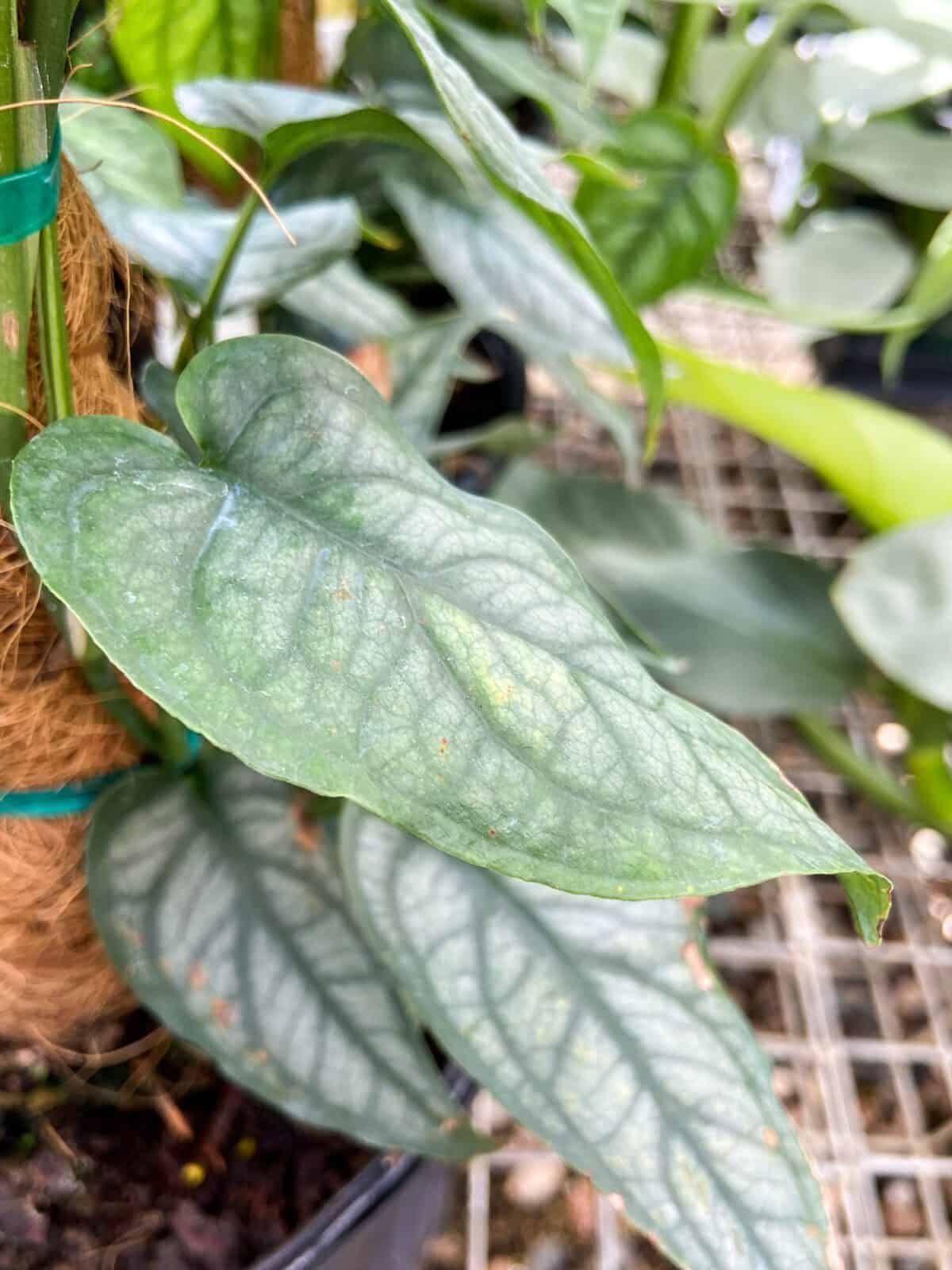 silver monstera monstera siltepecana