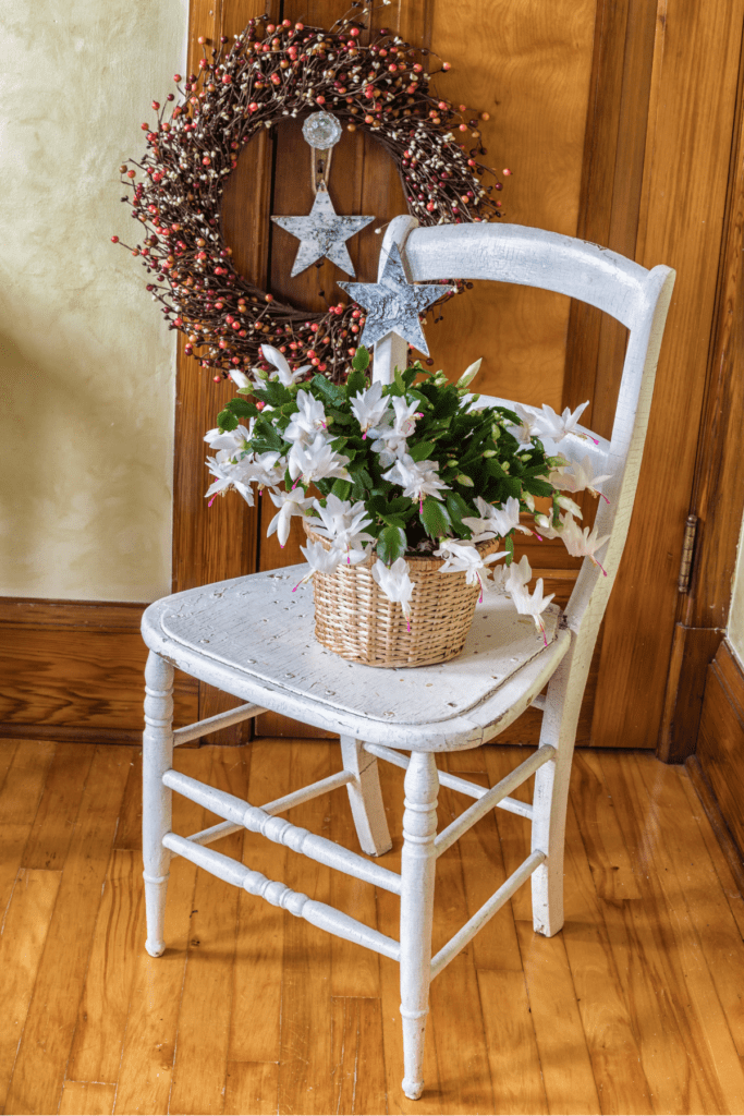 white christmas cactus sitting on a chair with a wreath on the door behind it