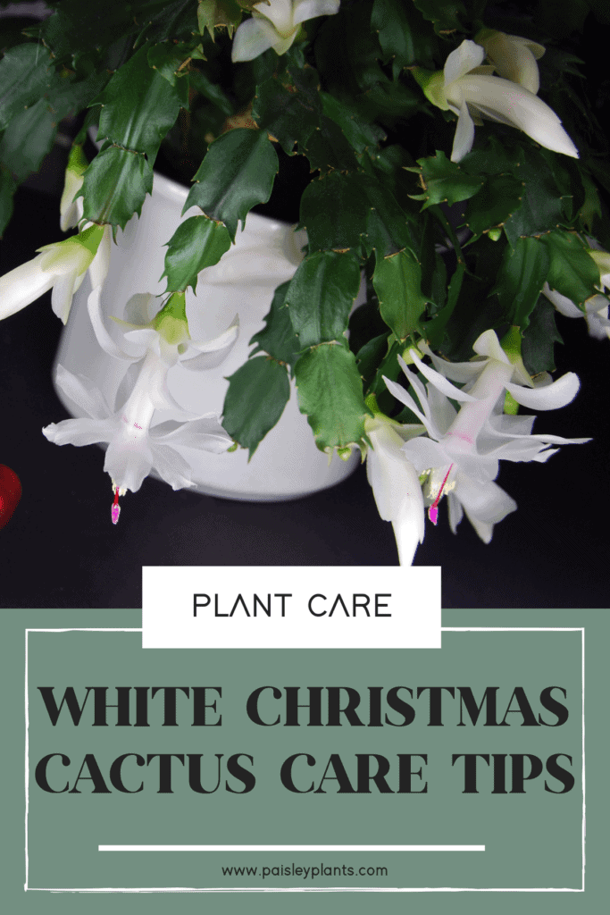 white christmas cactus
