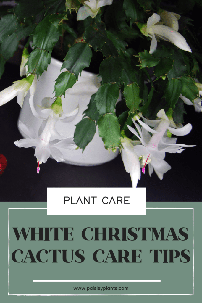 white christmas cactus care