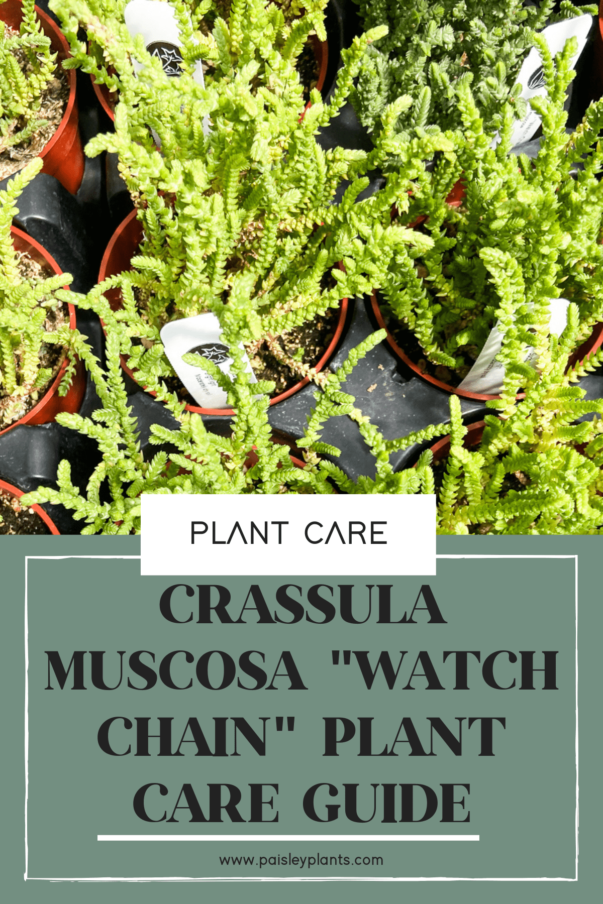 Crassula Muscosa Watch Chain Plant guide