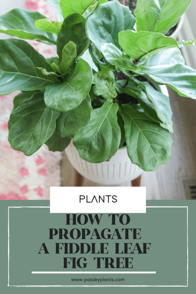 How to Propagate Fiddle Leaf Fig Plants