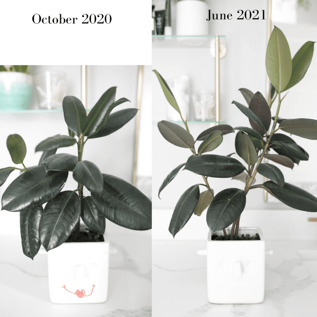 rubber tree growth