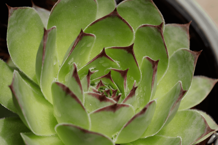 Easy Lipstick Echeveria (Echeveria Agavoides) Care Tips Paisley Plants