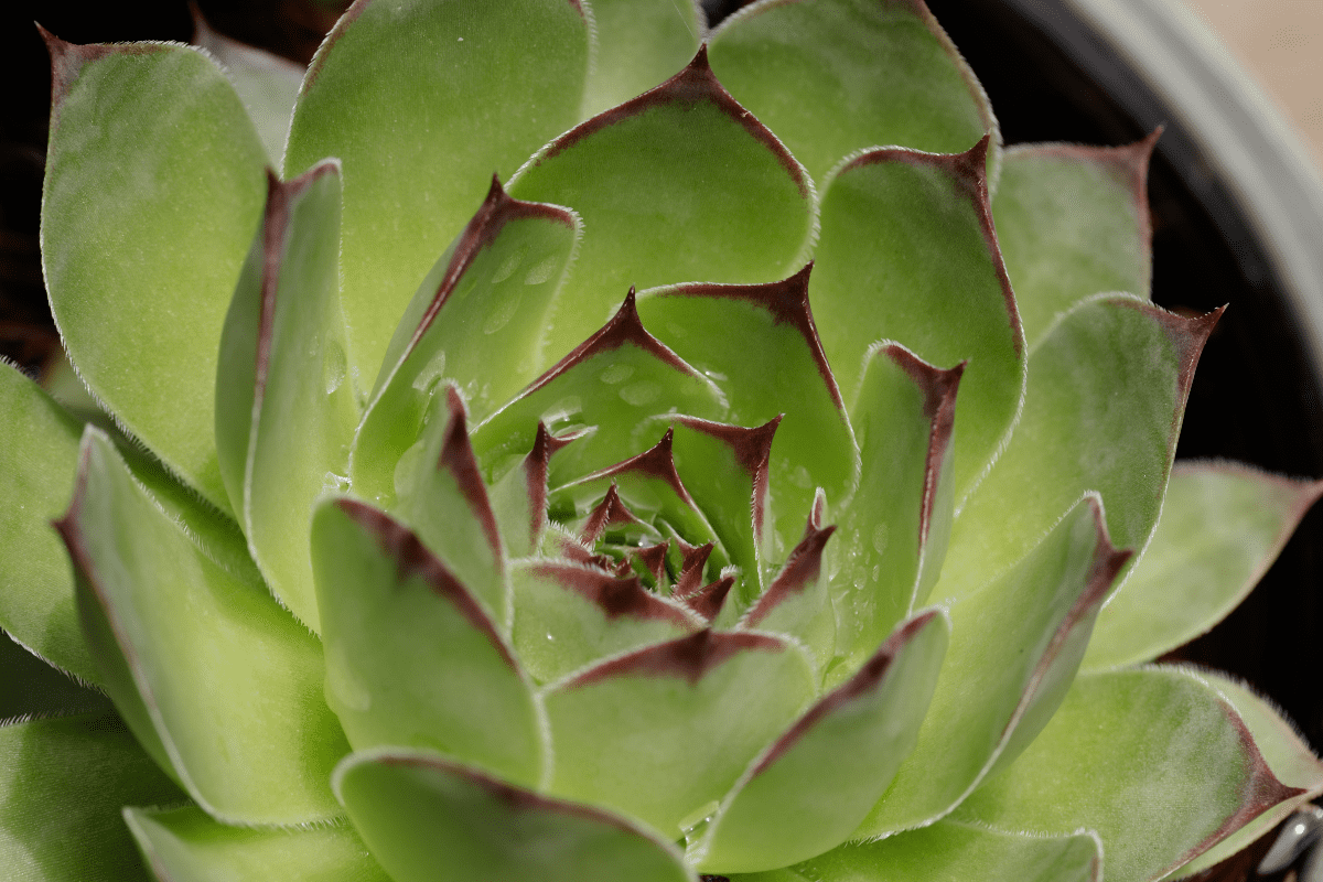 Lipstick Echeveria