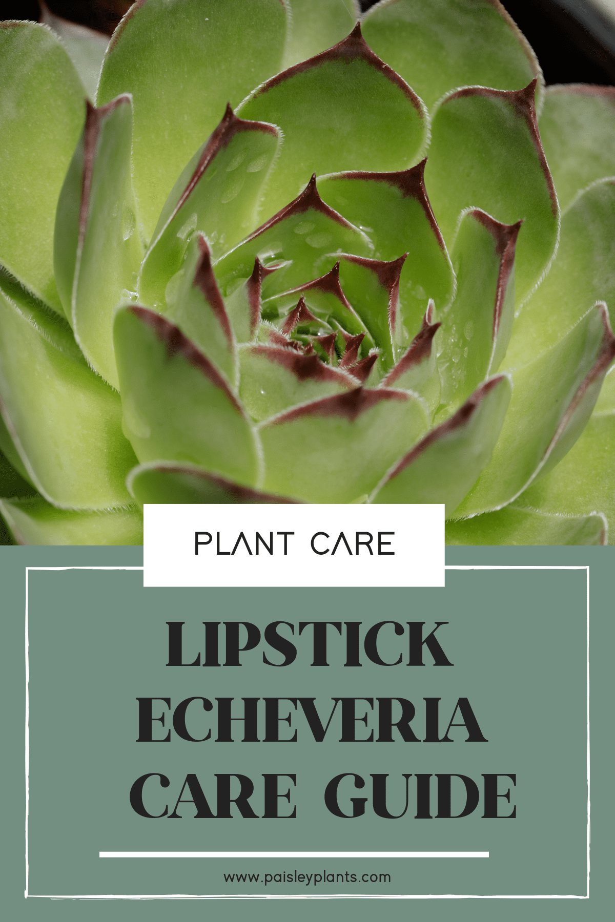 Lipstick Echeveria care