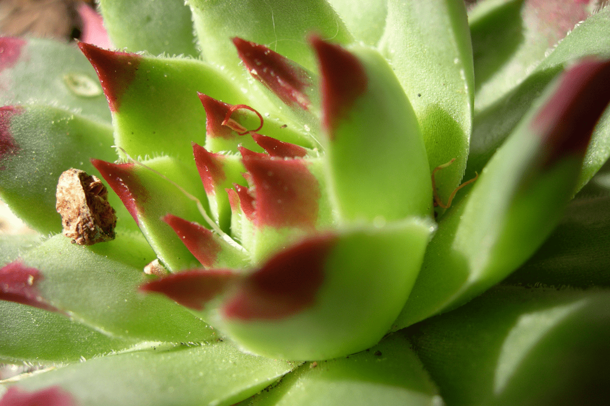 Lipstick Echeveria Plant