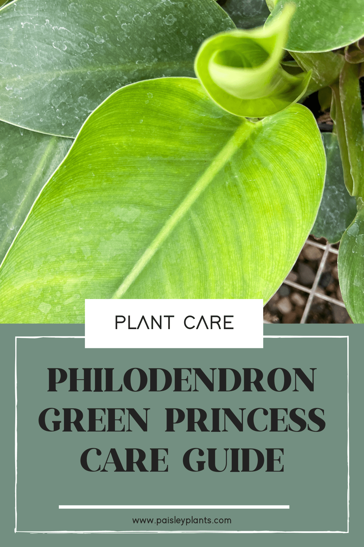 Philodendron Green Princess Plant Care Guide