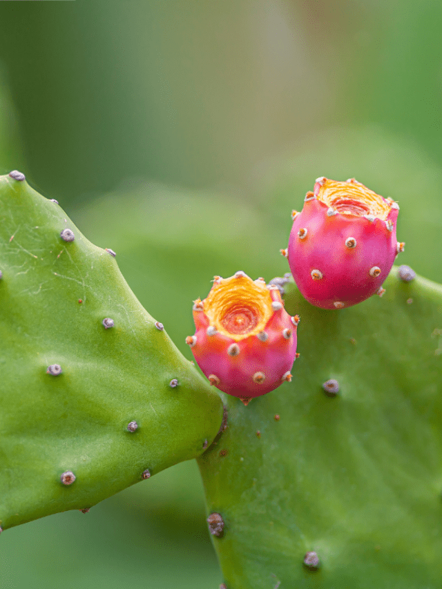 3 Prickly Pear Care Tips Paisley Plants