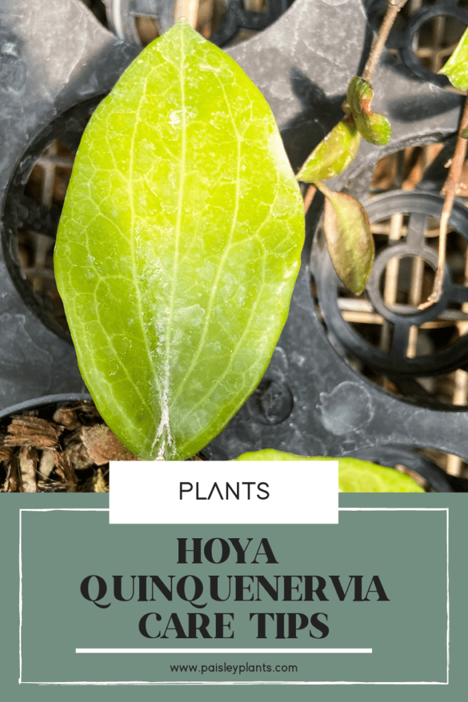 hoya quinquenervia care tips