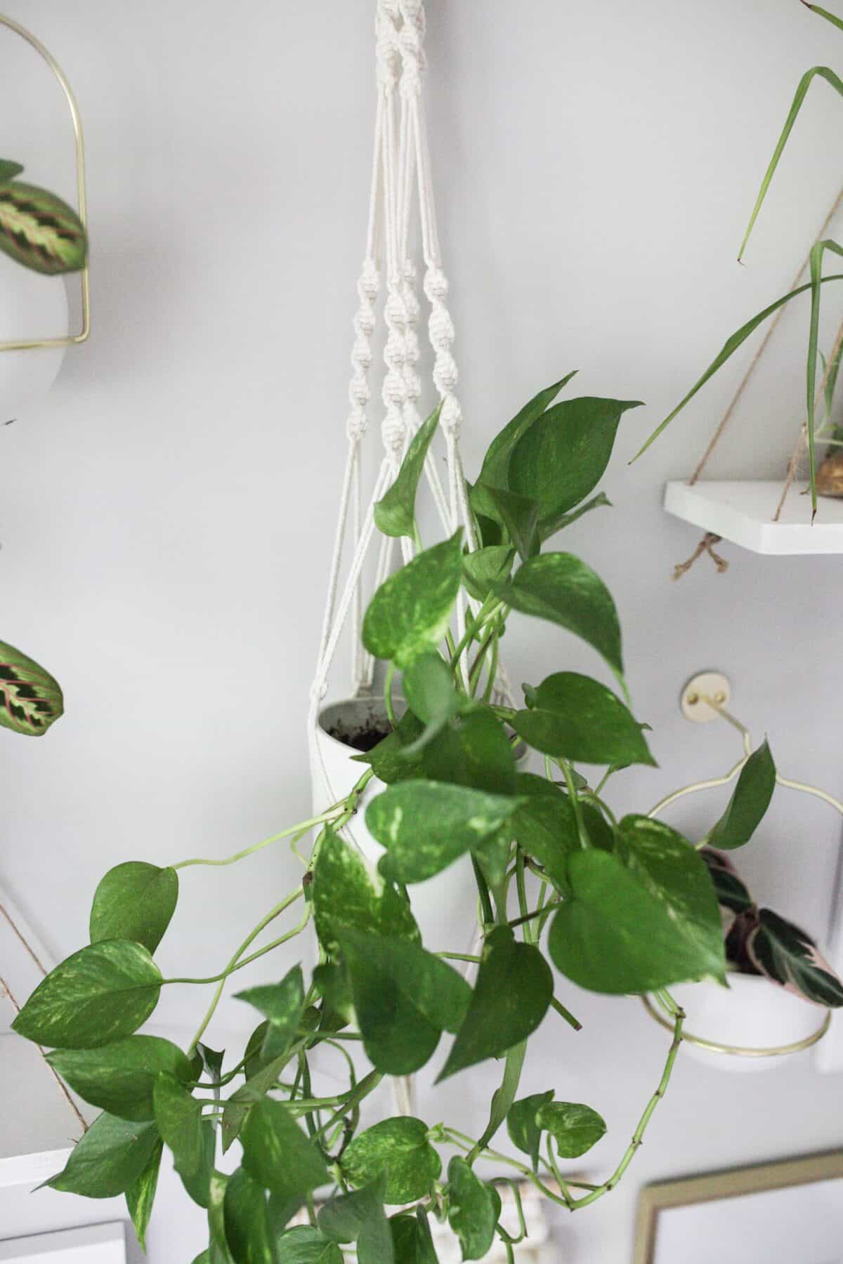pothos plant hanging in macrame holder
