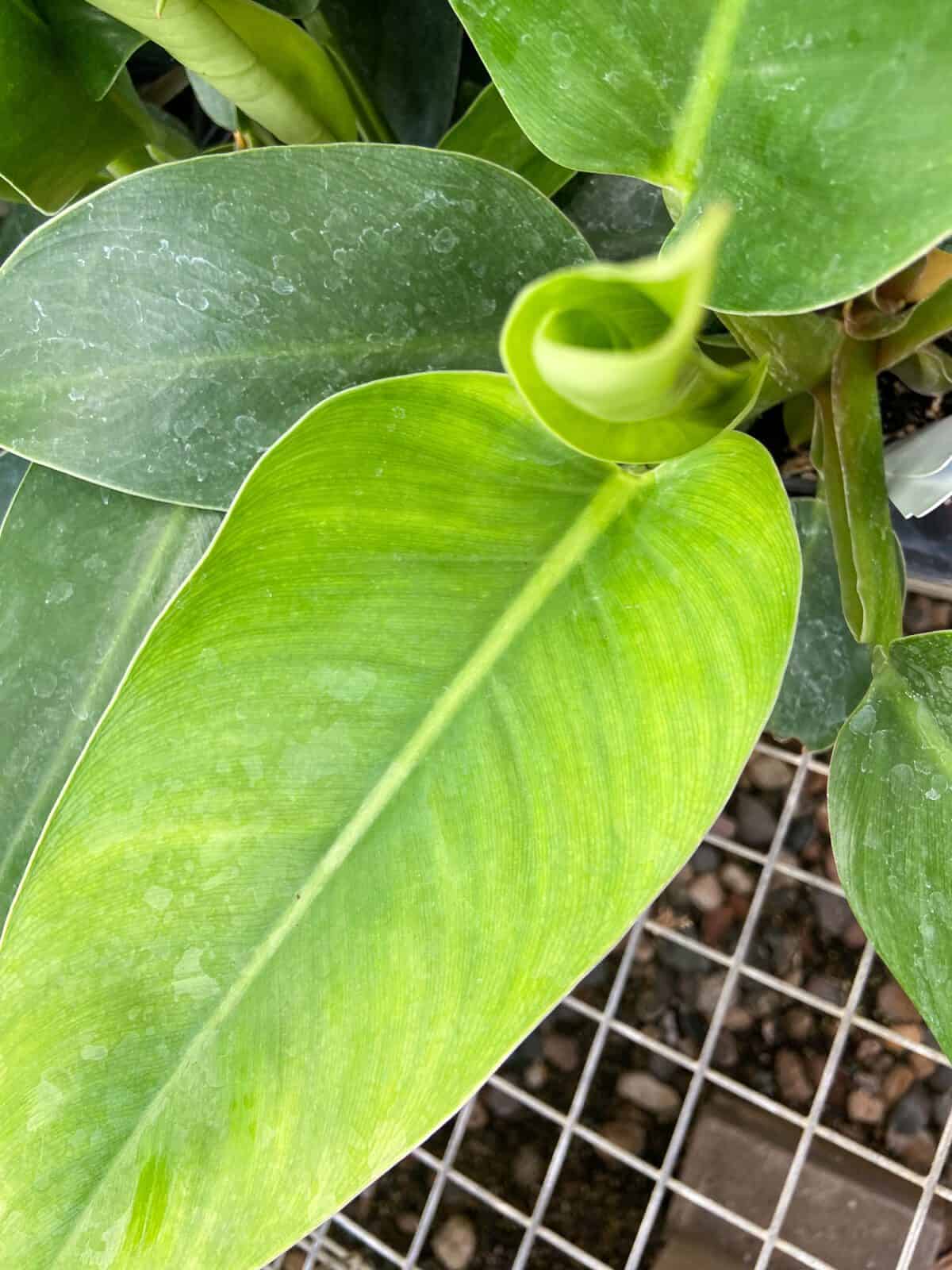Philodendron Green Princess Plant