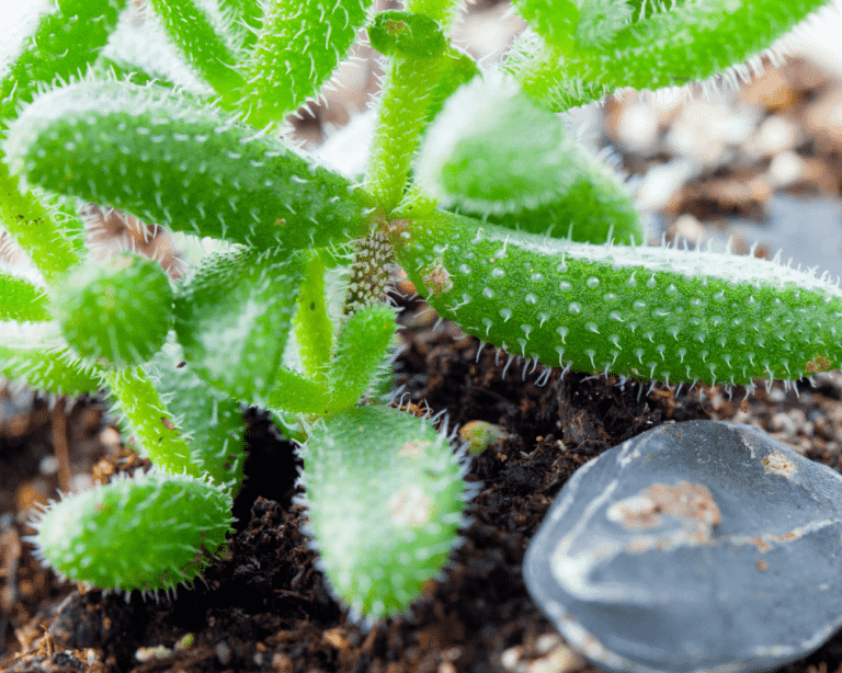 Pickle Plant (Delosperma Echinatum) Care Tips Paisley Plants