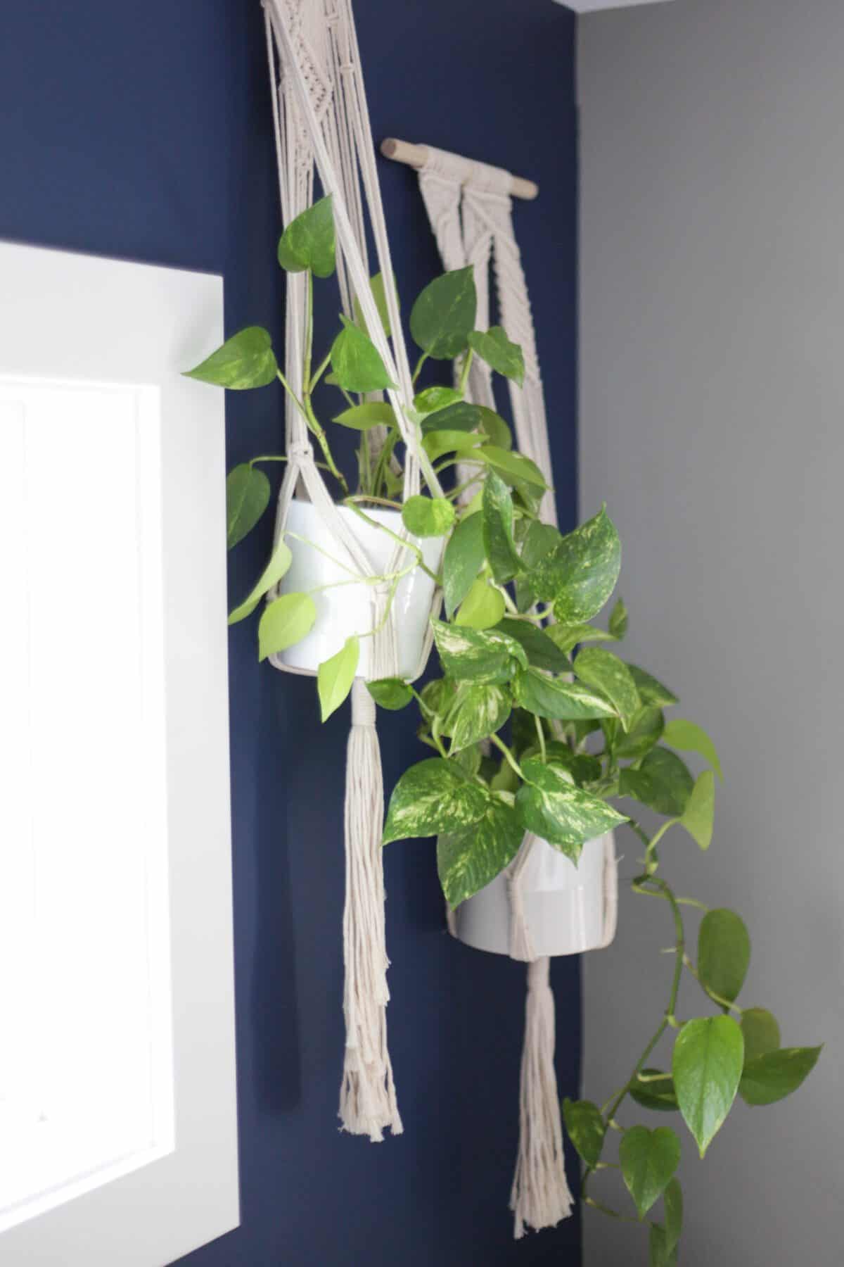 pothos in macrame plant hangers