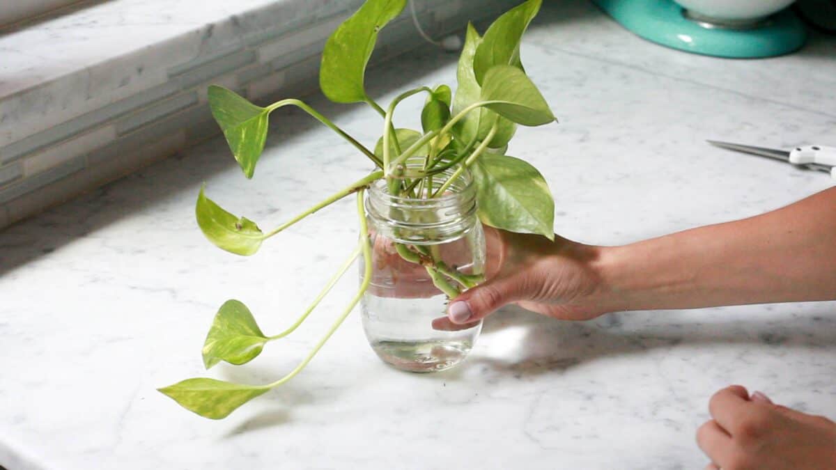 pothos in water