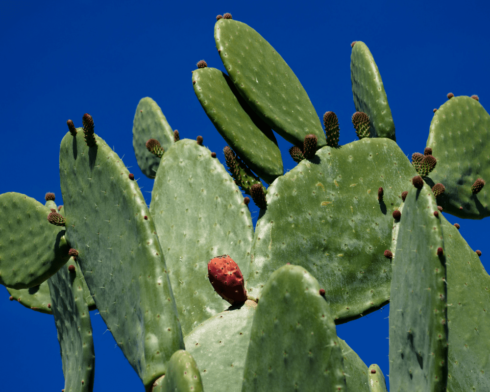 prickly pear cactus