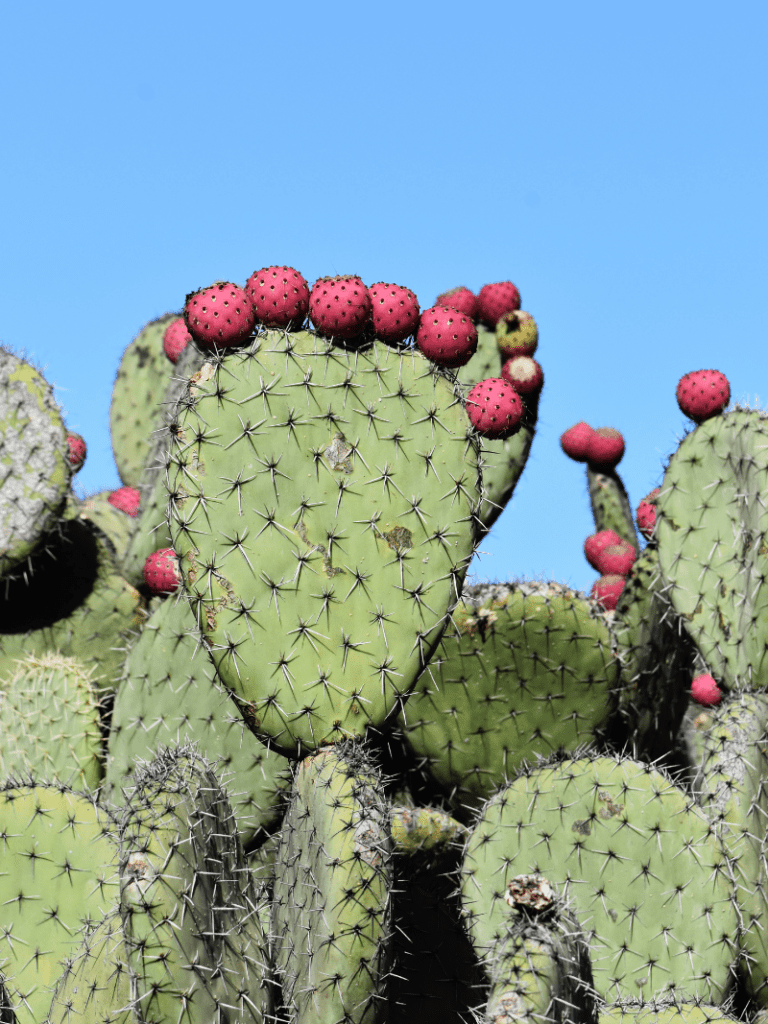 prickly pear cactus