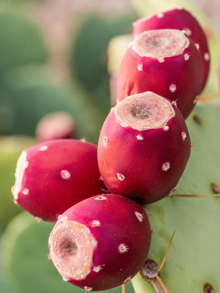 prickly pear cactus