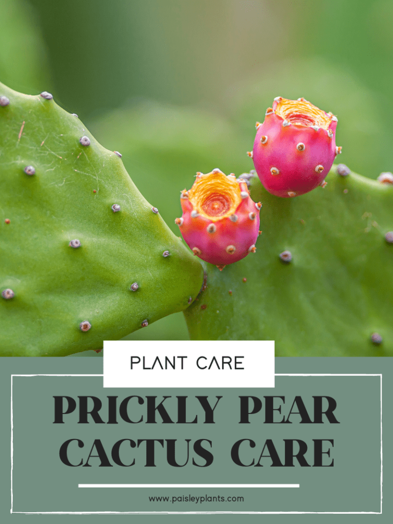 prickly pear cactus care