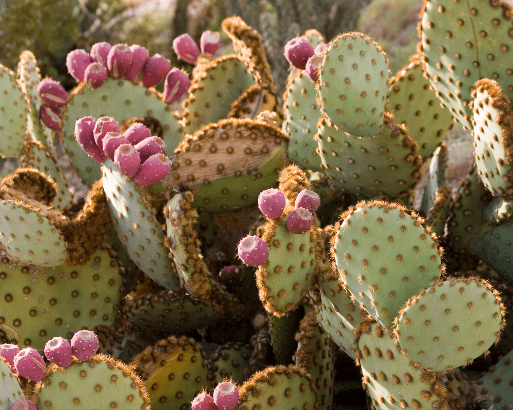 prickly pear cactus