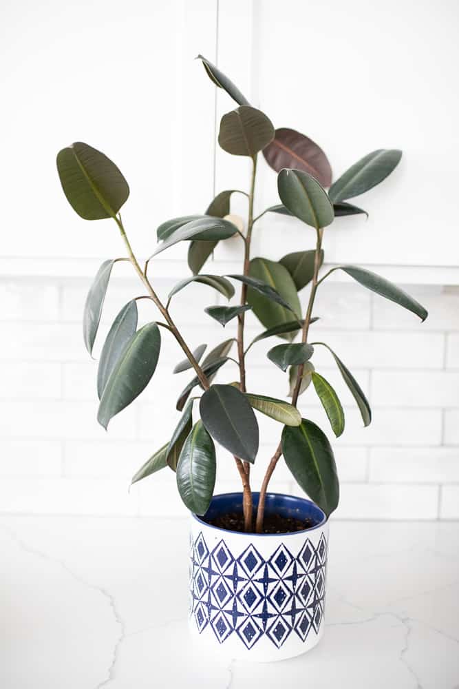 rubber plant in blue and white pot