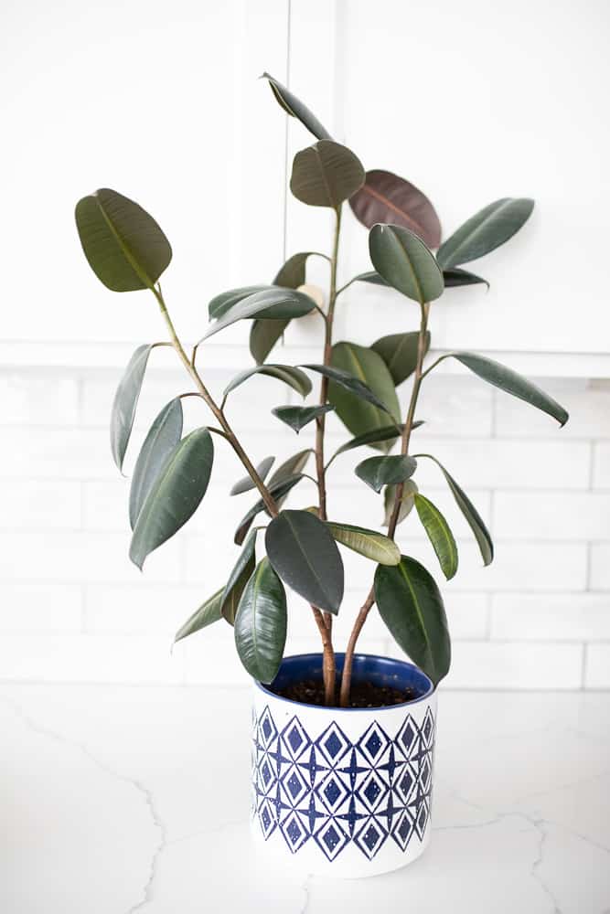 rubber tree plant