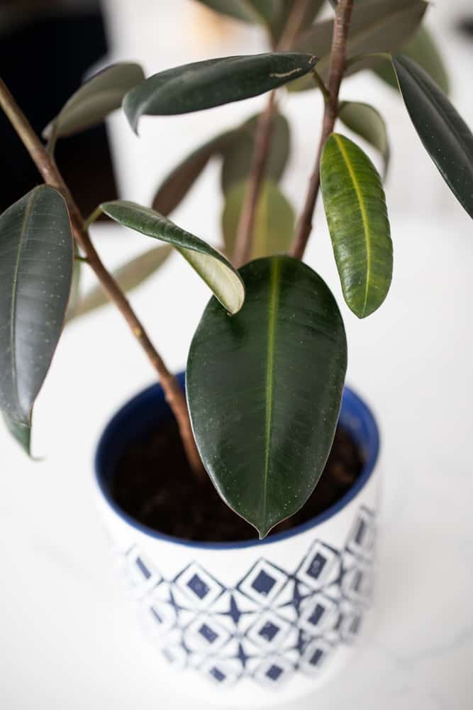 rubber tree plant