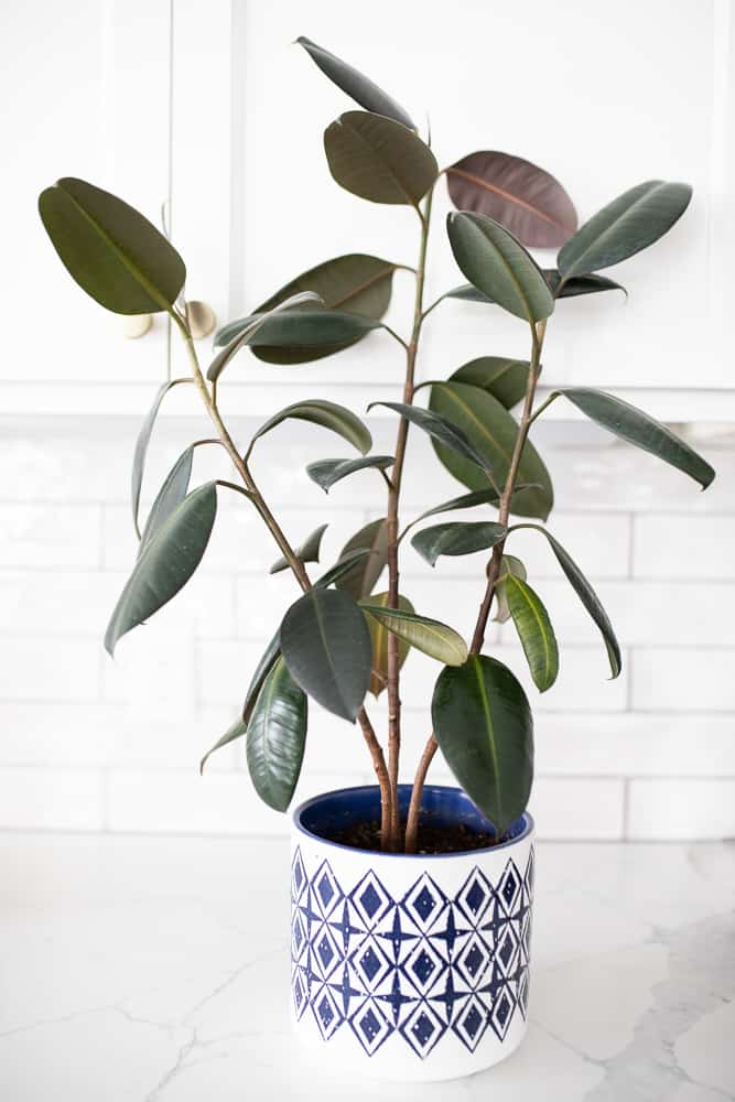 rubber plant in white and blue pot