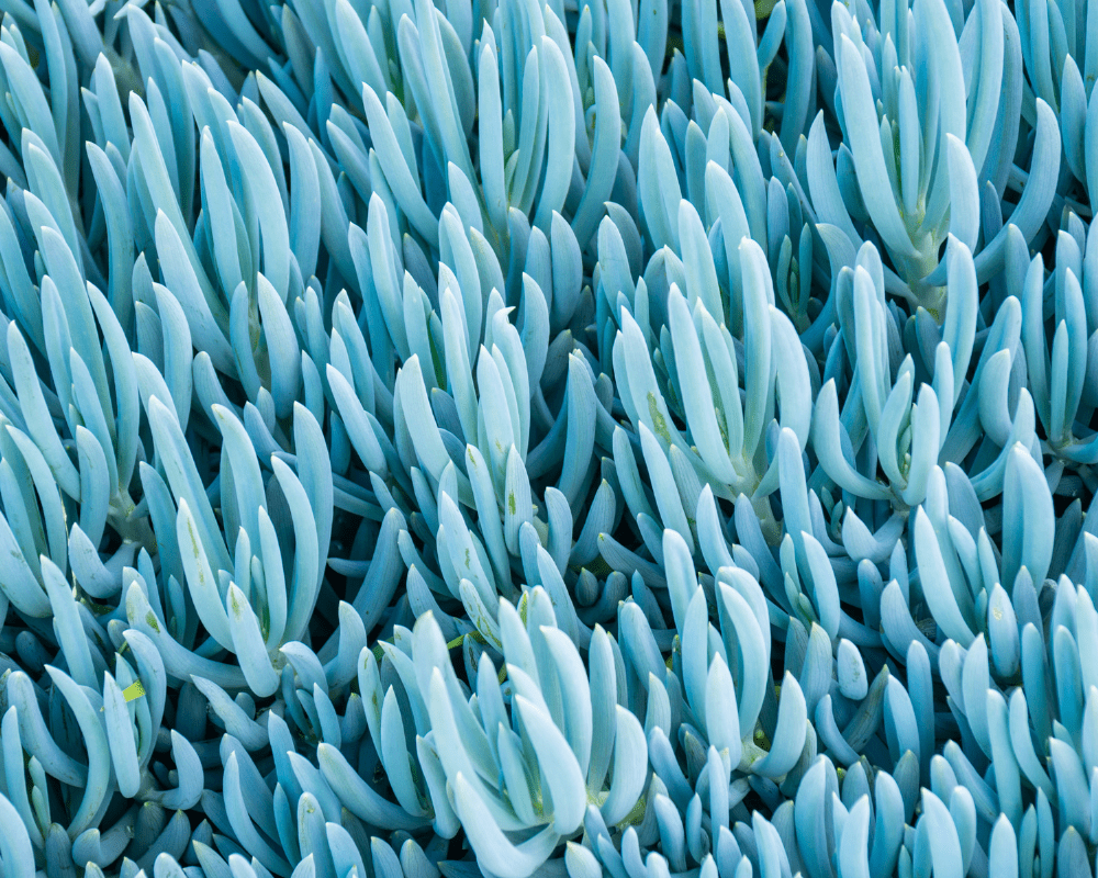 Blue Chalksticks (Senecio Serpens)