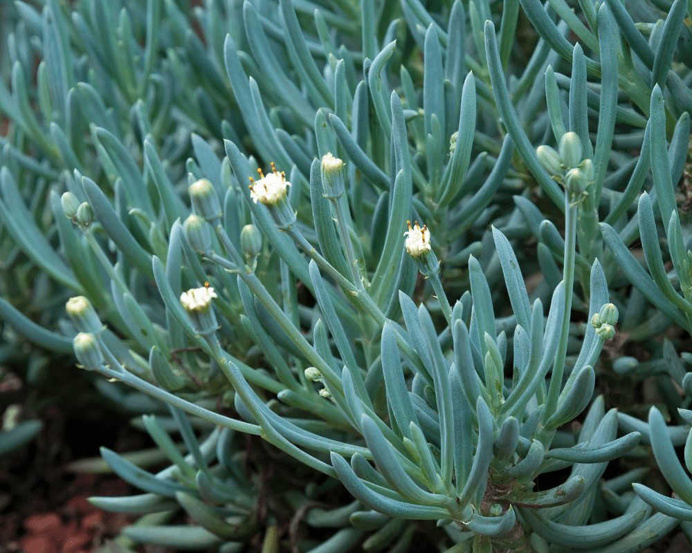 Blue Chalksticks (Senecio Serpens)