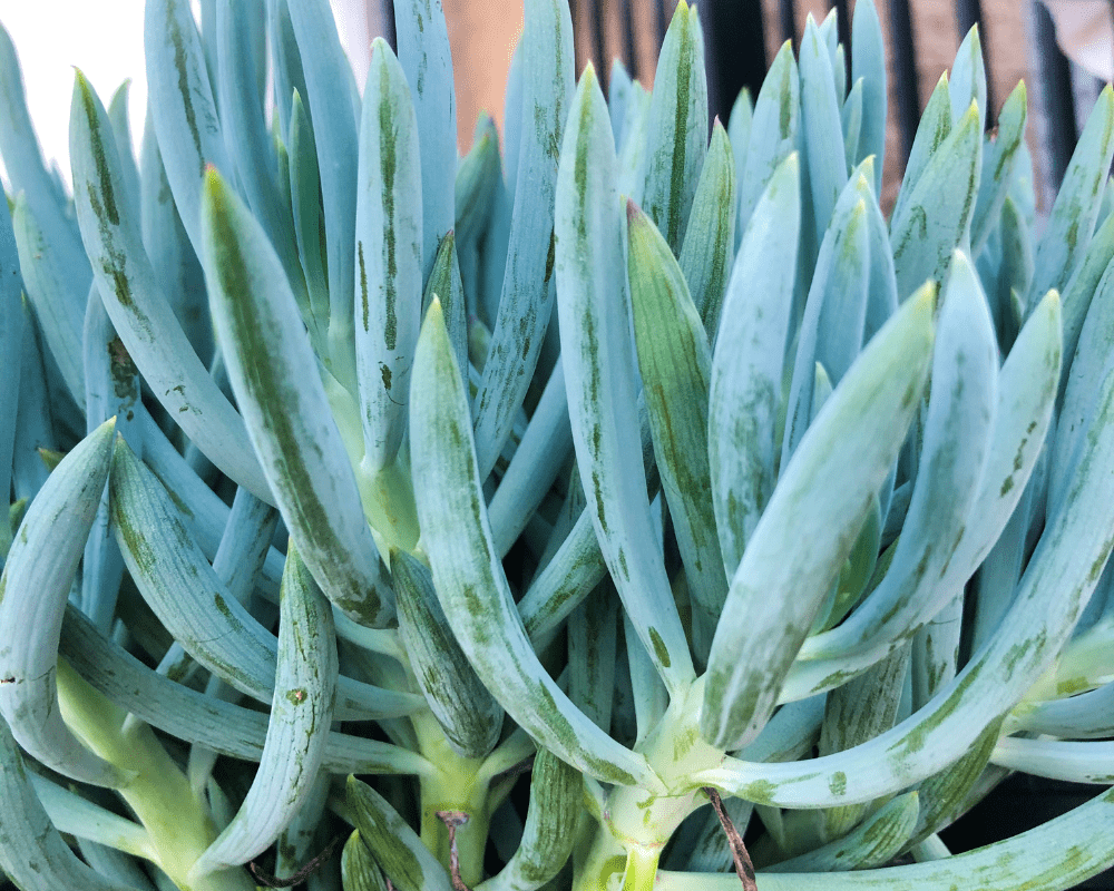 Blue Chalksticks (Senecio Serpens)