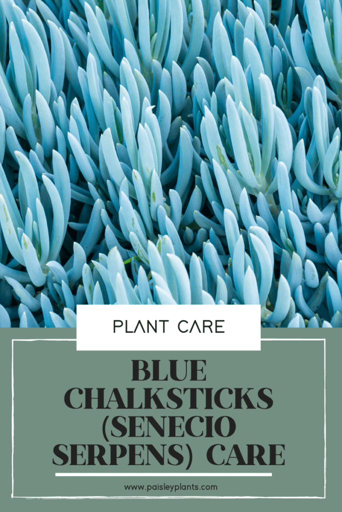 Blue Chalksticks (Senecio Serpens)