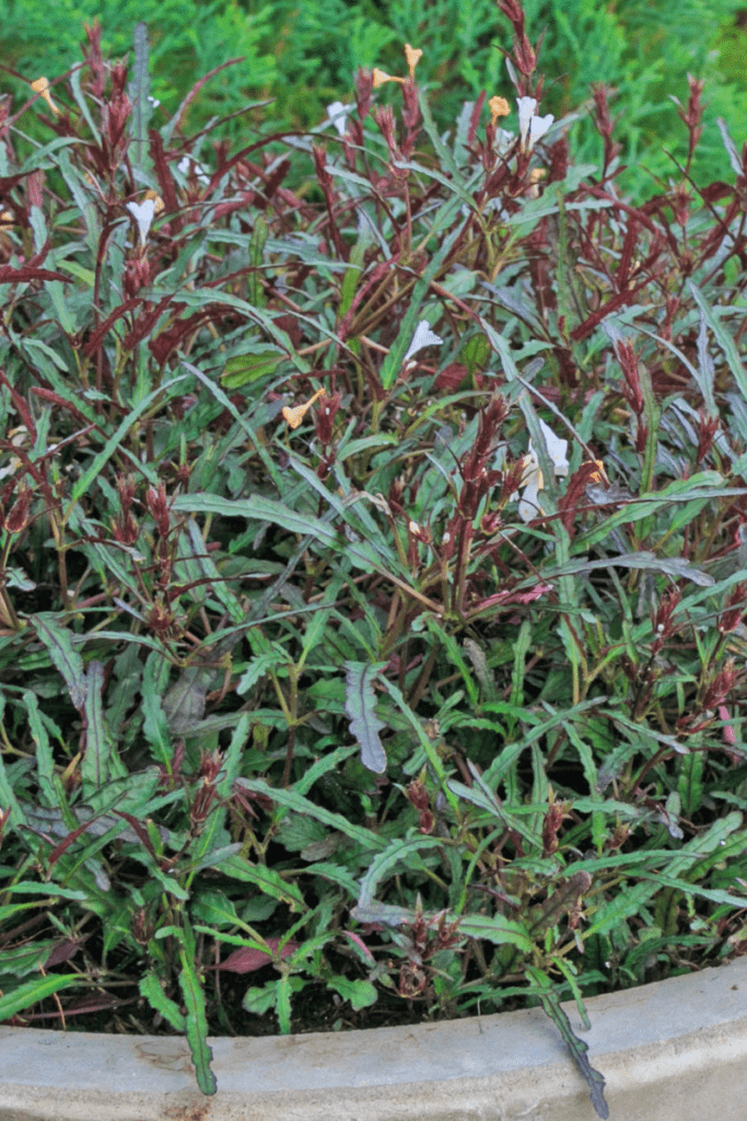 Dragon’s Tongue (Hemigraphis Repanda)