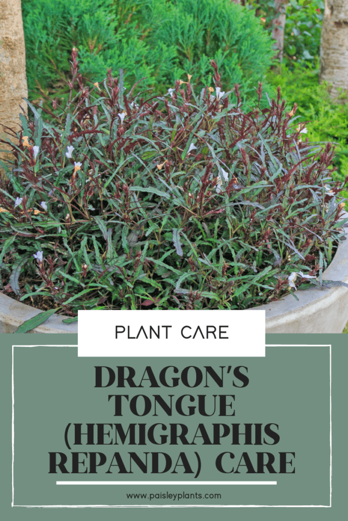 Dragon’s Tongue (Hemigraphis Repanda)