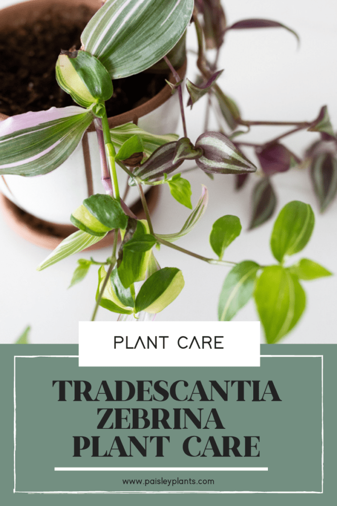 Tradescantia zebrina care