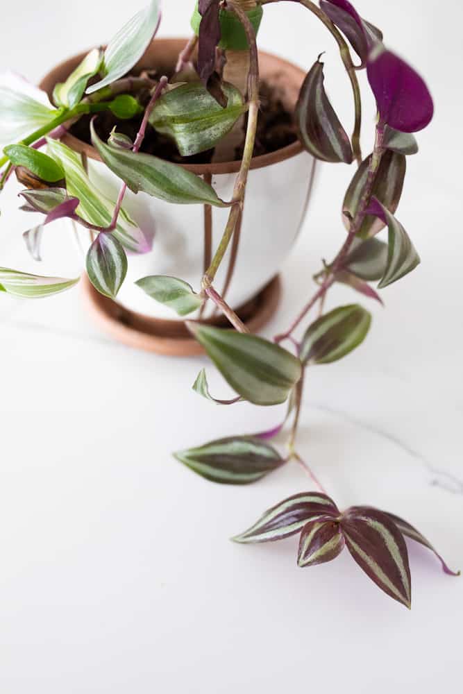 wandering jew plant