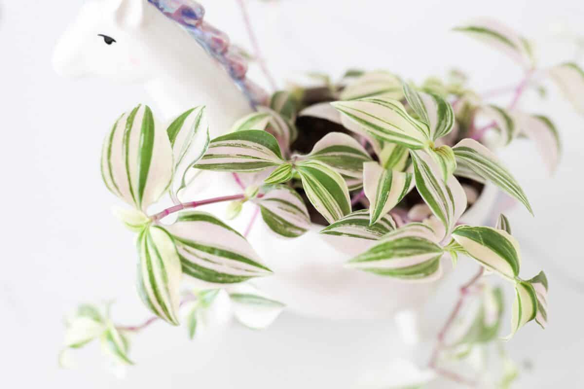 wandering jew plant