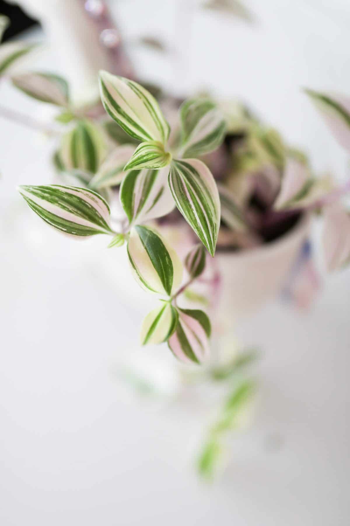 wandering jew plant leaves