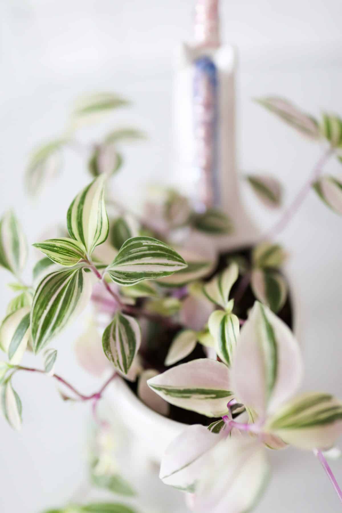 wandering jew plant