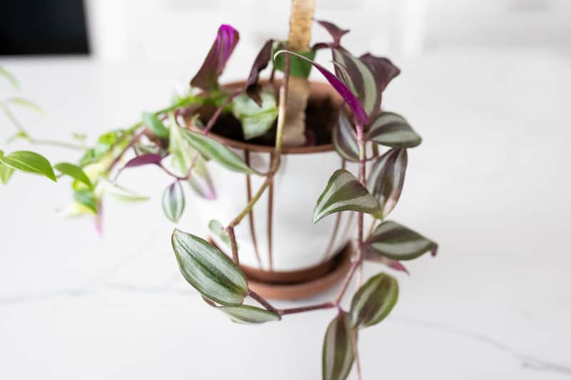 wandering jew plant