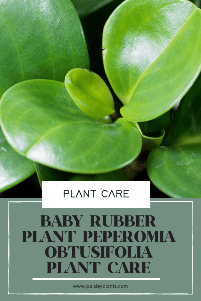 baby rubber plant care